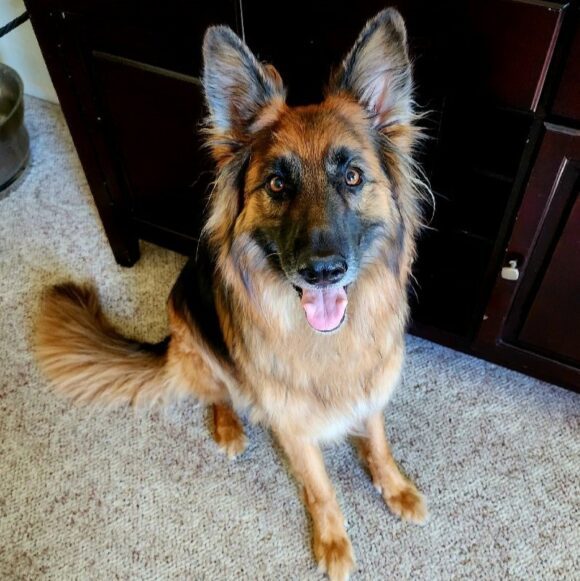 SAGE – LONG-HAIRED GSD – FEMALE – 4 YEARS OLD