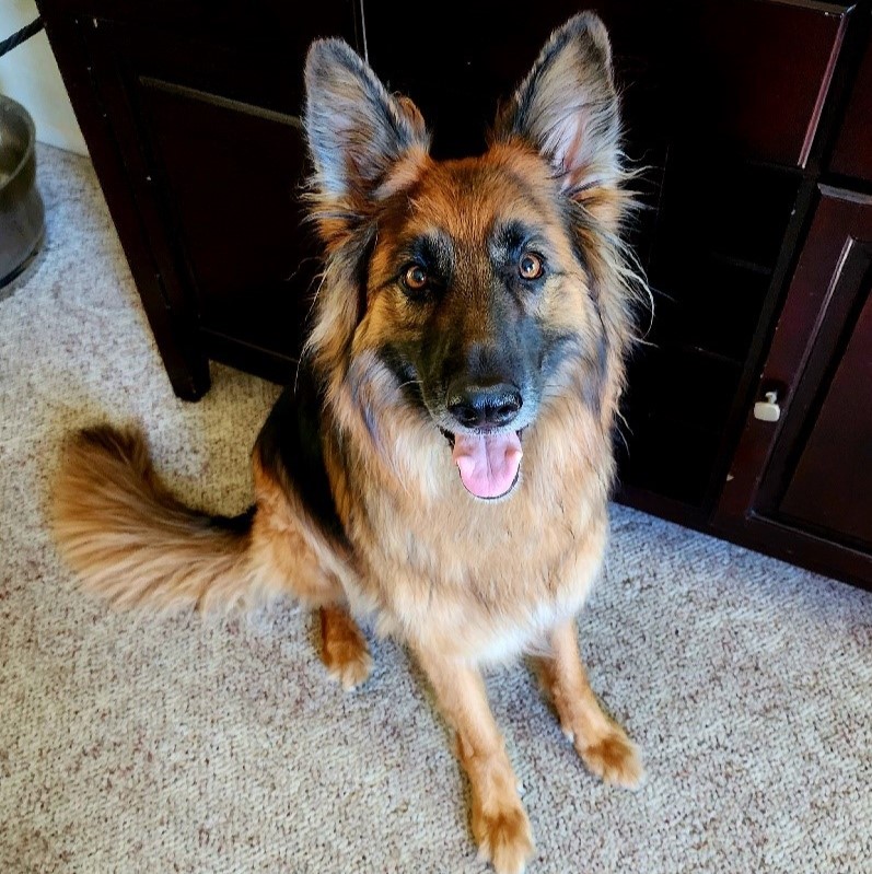 Hi! I'm SAGE!
