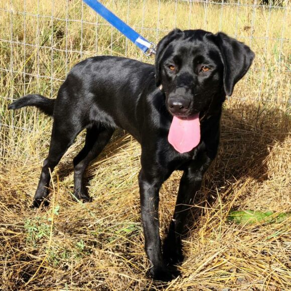 🥰🥰🥰ADOPTED!!!🥰🥰🥰 SCOUT – LABRADOR RETRIEVER – FEMALE – 11 MONTHS OLD