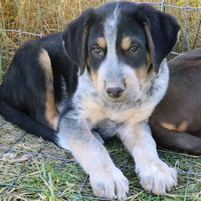 Hi! I'm Puppies!