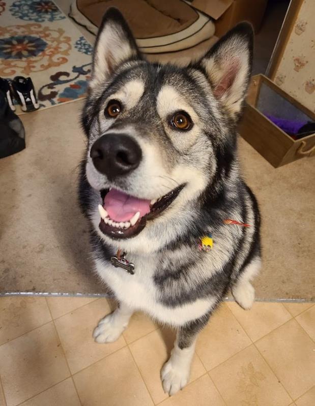 Hi! I'm WANASHA!