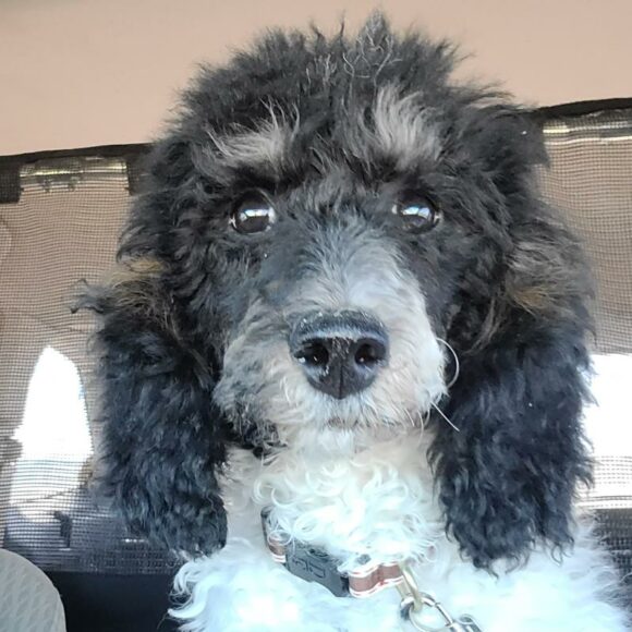 🥰🥰🥰ADOPTED!!!🥰🥰🥰 FRANKIE – MINIATURE POODLE – MALE – 4 MONTHS OLD