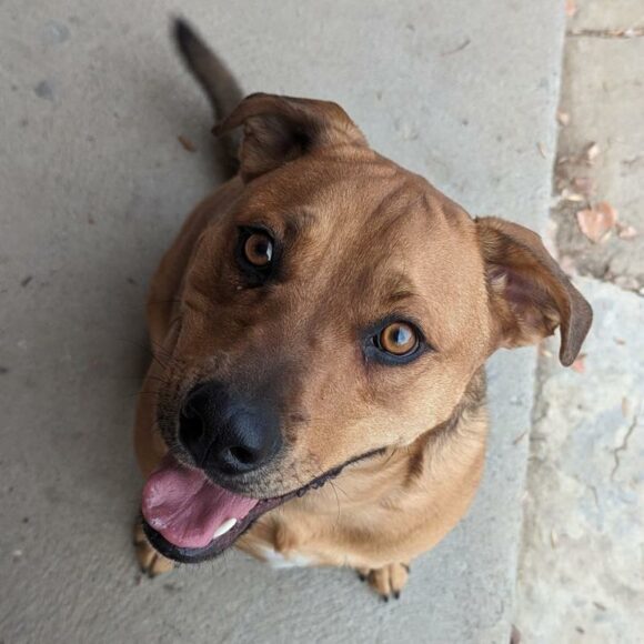 SCOUT – UNKNOWN MIX – MALE – APPROX 1 YEAR OLD