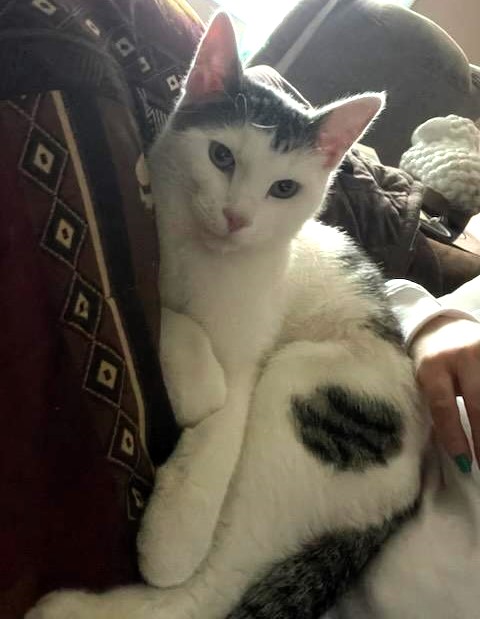 🥰🥰🥰ADOPTED!!!🥰🥰🥰 UTRED – ??? – MALE – 7 MONTHS OLD