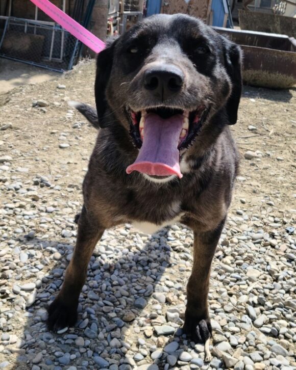 KONA – YELLOW LAB MIX – FEMALE – 4.5 YEARS OLD