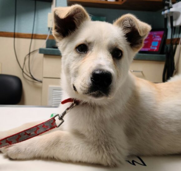 YETI – MIXED BREED PERFECTION – MALE – 4 MONTHS OLD?