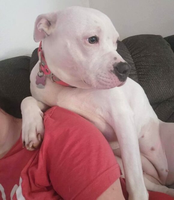 ATHENA – AMERICAN BULLY – FEMALE – 2 YEARS OLD