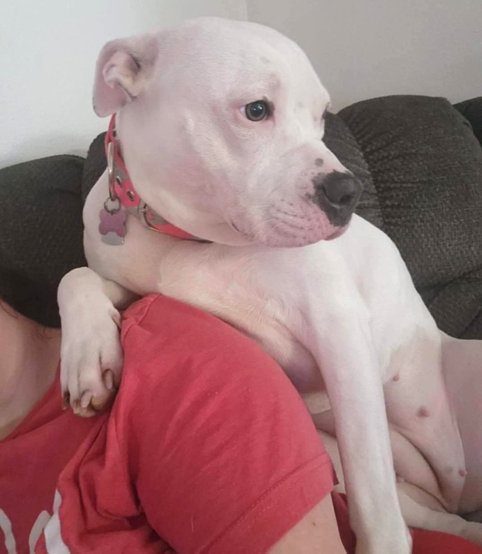 Hi! I'm ATHENA!