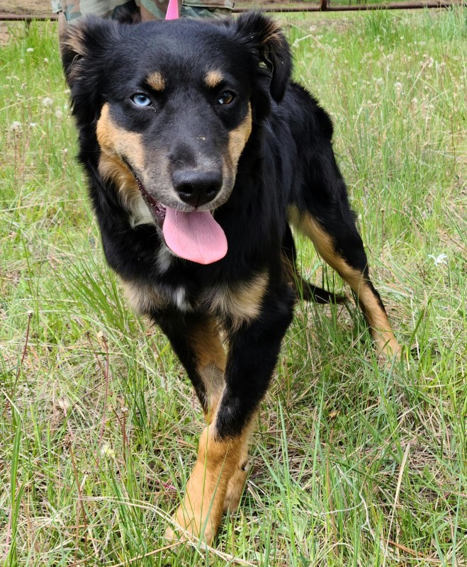 Hi! I'm SADIE!