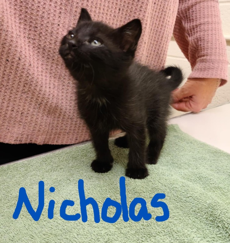 Hi! I'm NICHOLAS!