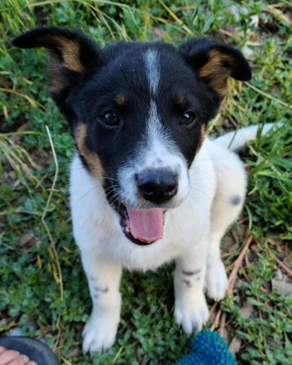 šADOPTION PENDING!šHEATH – MIXED BREED – MALE – 7 WEEKS OLD