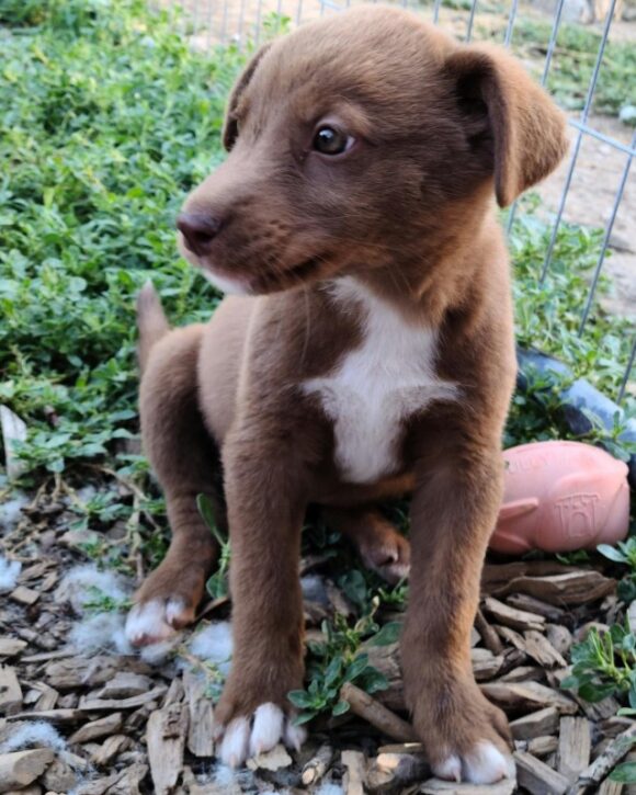 SNICKERS – MIXED BREED – FEMALE – 7 WEEKS OLD