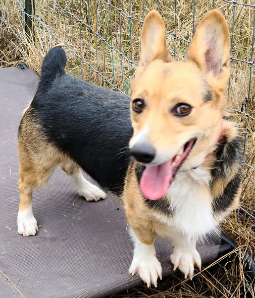 FOXY – PEMBROKE WELSH CORGI – FEMALE – 3.5 YEARS OLD