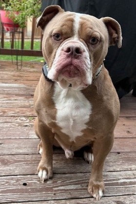 FERGUSON – OLD ENGLISH BULLDOG – MALE – 4 YEARS OLD
