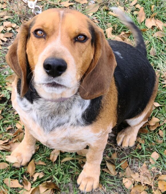 🥰ADOPTED!!!🥰 MERLE – BLUE TICK BEAGLE – MALE – 5.5 YEARS OLD