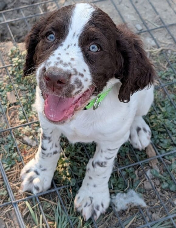 🥰ALL PUPPIES HAVE PENDING ADOPTIONS!!!🥰 PUPPIES – ENGLISH SPRINGER SPANIEL MIX – MALE/FEMALE – 10 WEEKS OLD