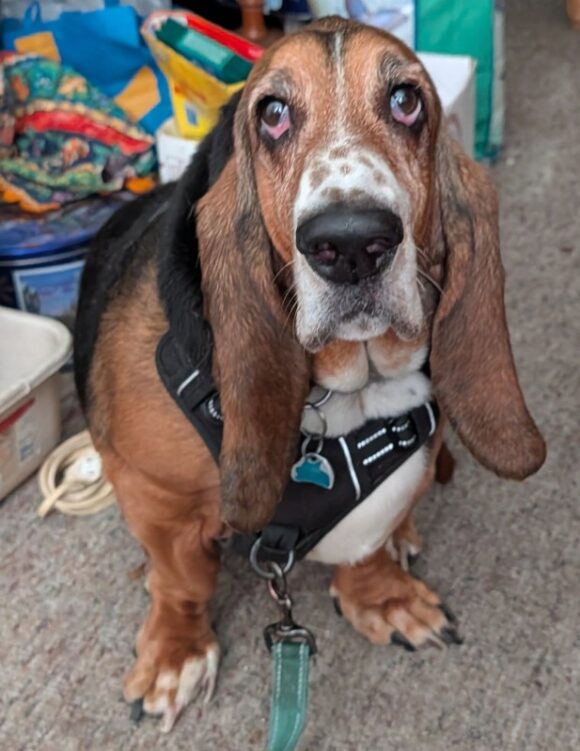 🥰ADOPTED!!!🥰 BO – BASSETT HOUND – MALE – 9 YEARS OLD