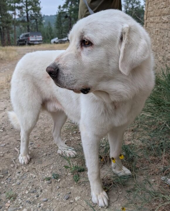 DAK – AKBASH MIX – MALE – 4-5 YEARS OLD