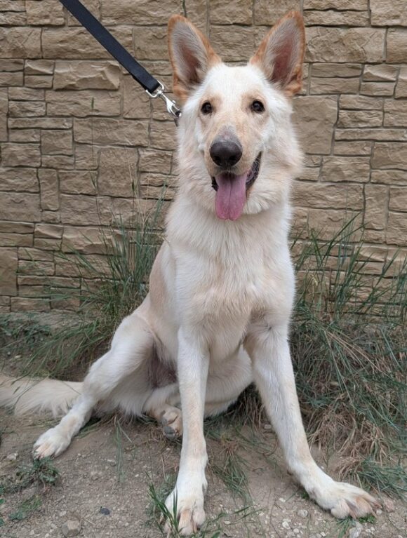 OLAF – GSD – MALE – 1 YEAR OLD